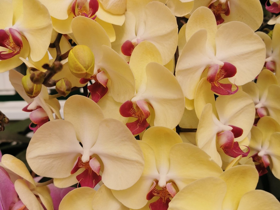 Dalat Private Tours-大勒必去景点