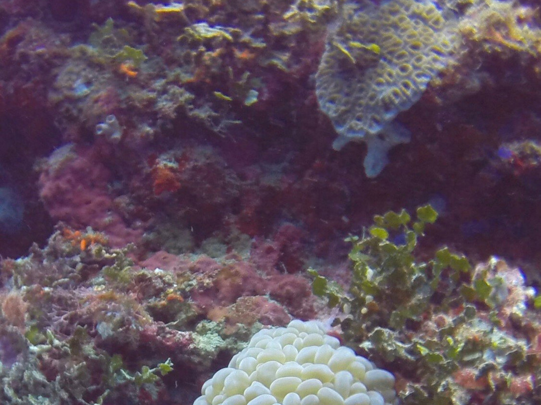 GoDeep Philippines - Diving Center-塔拉瓦环礁必去景点