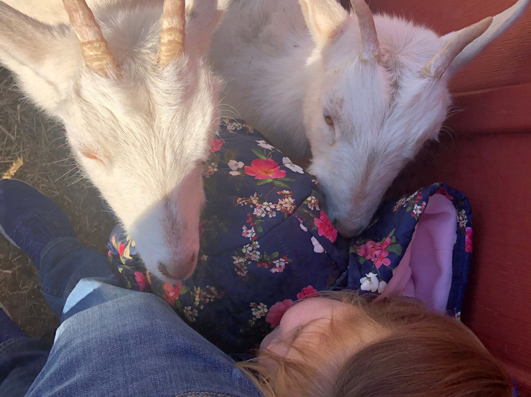 Spirit’s Promise Equine Rescue-Riverhead必去景点