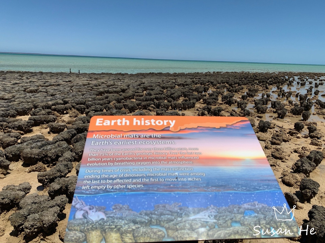 Stromatolites-塞万提斯必去景点