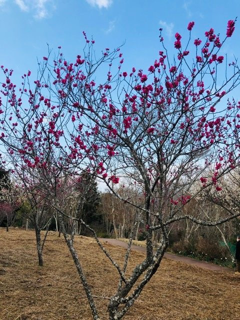 Shuzen-ji Temple Plum Grove-伊豆市必去景点