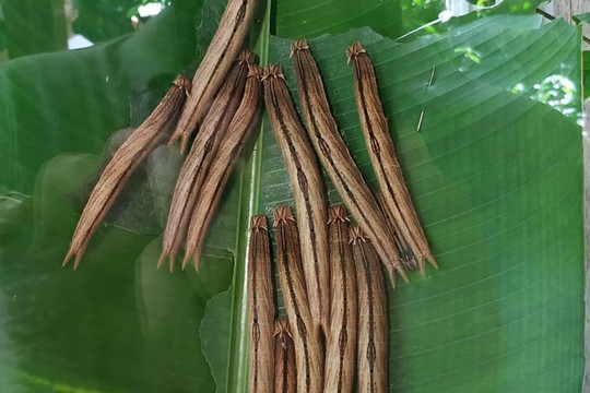 Guia In Iguazu-伊瓜苏必去景点