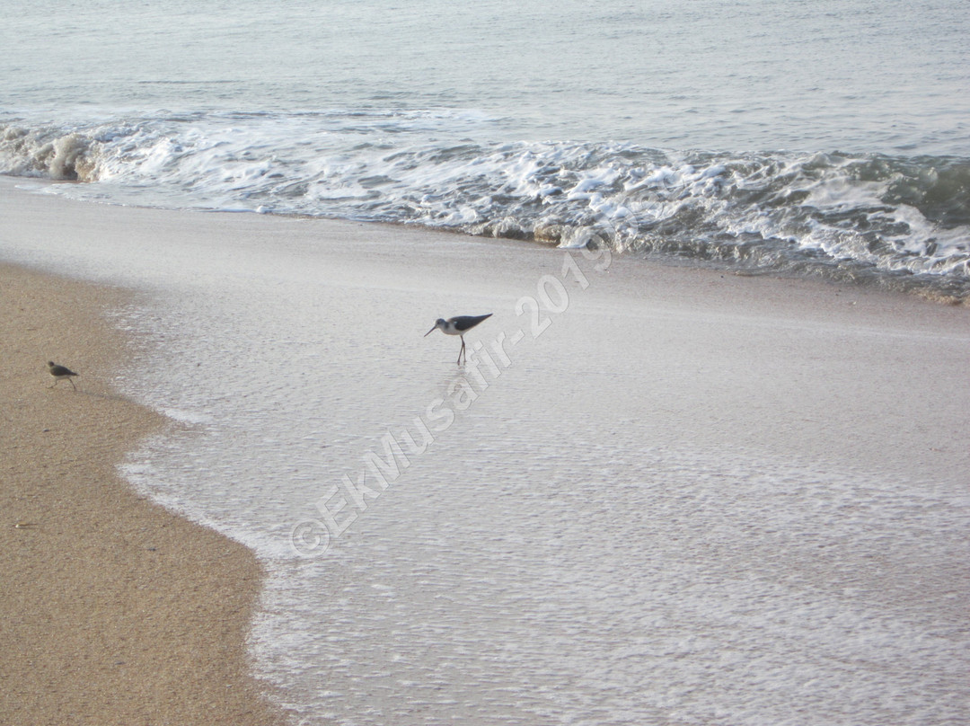 Thottada Beach景点图片