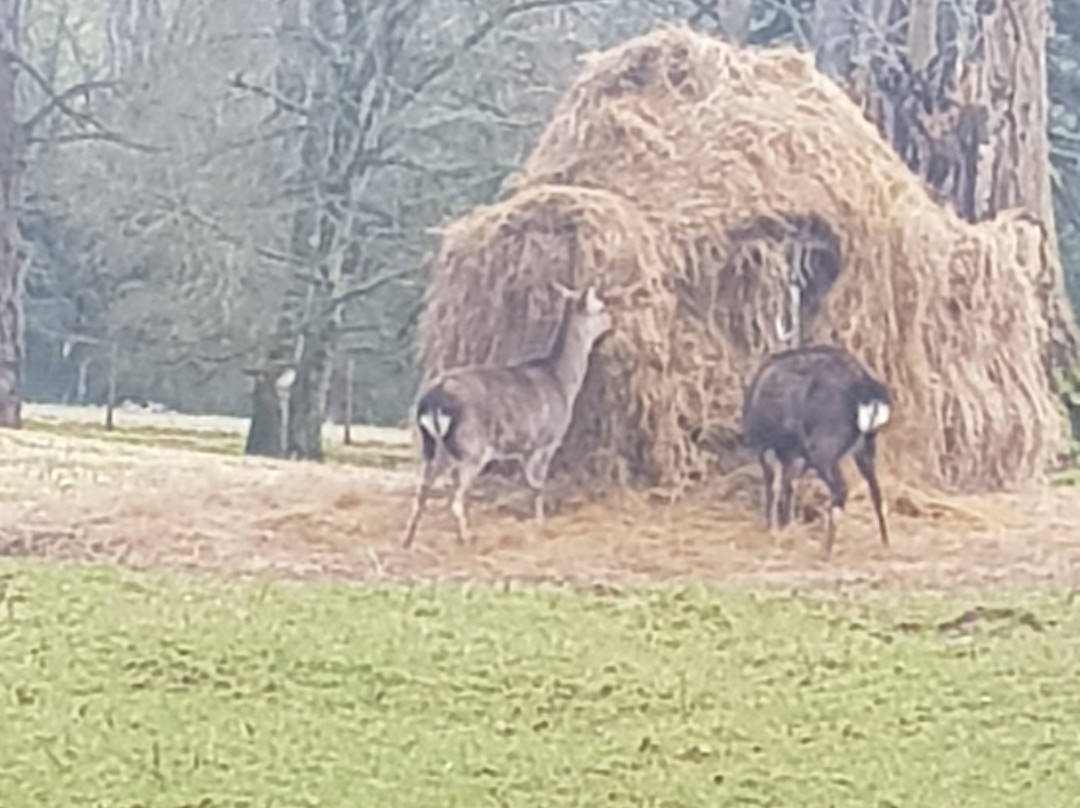 Doneraile Wildlife Park-Doneraile必去景点