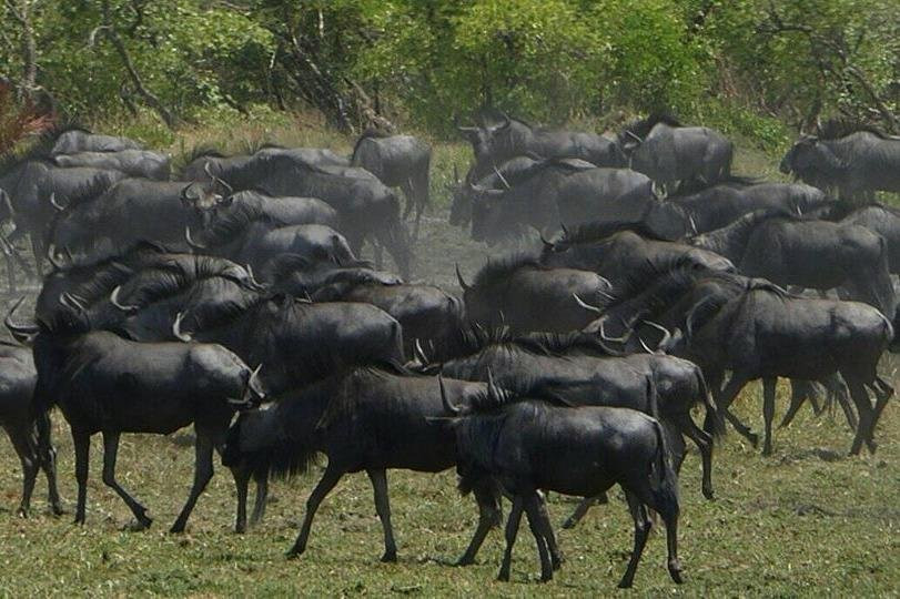 Boris P Safaris and Tours-李文斯顿必去景点