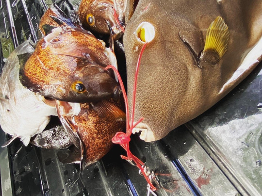 Top Shot Spearfishing-拉海纳必去景点