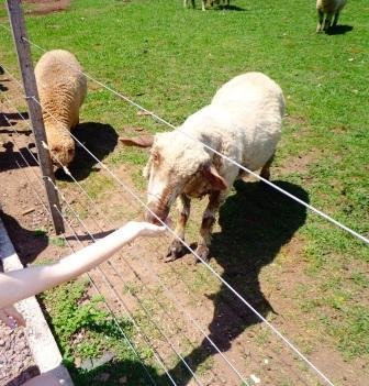 Pampas del Sur主图