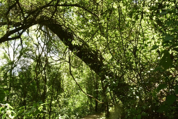 Municipal Botanical Park Baron Carlos Maria Schuel景点图片