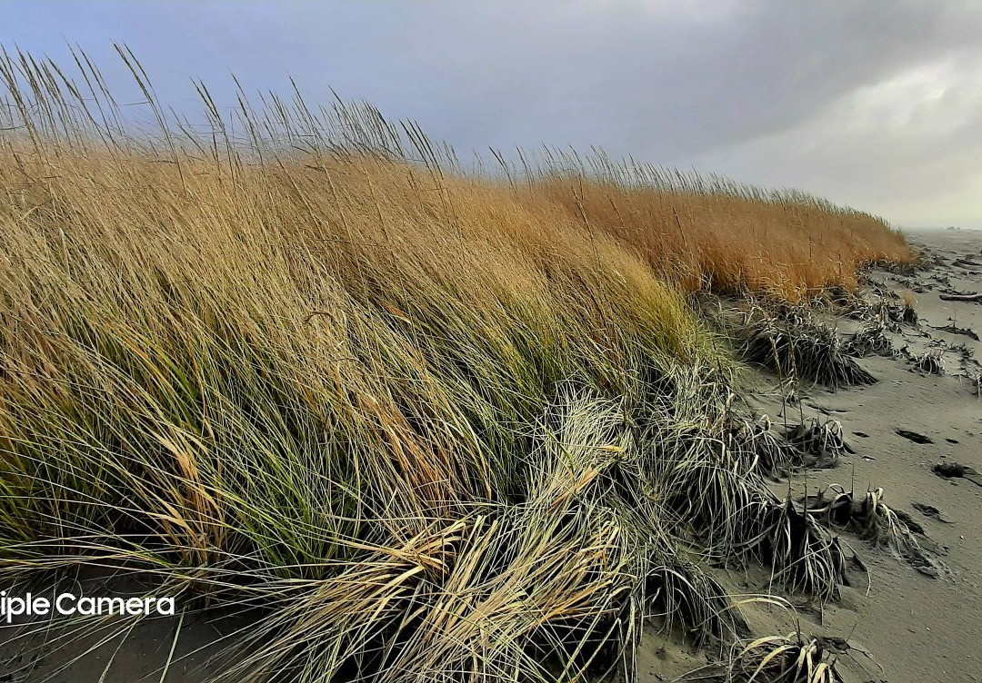 Twin Harbors Beach State Park景点图片