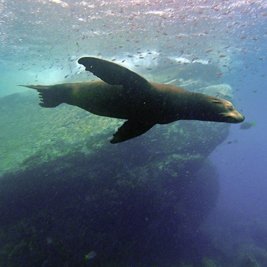 Cabo Pulmo Diving-Cabo Pulmo必去景点