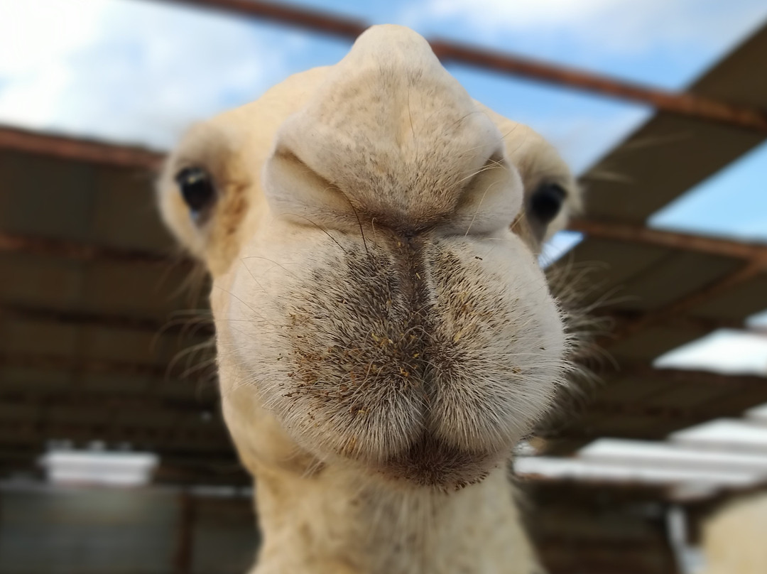 Failaka Island-Ahmadi必去景点