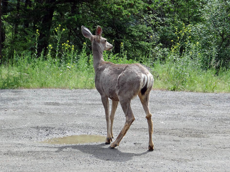 Seton Lake-Lillooet必去景点