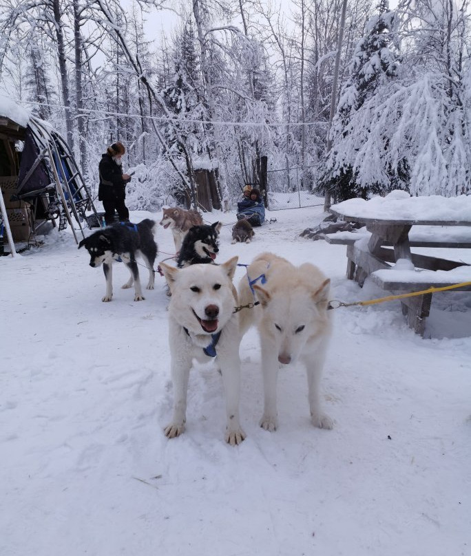 Firewalker Alaskan Malamute-北极必去景点