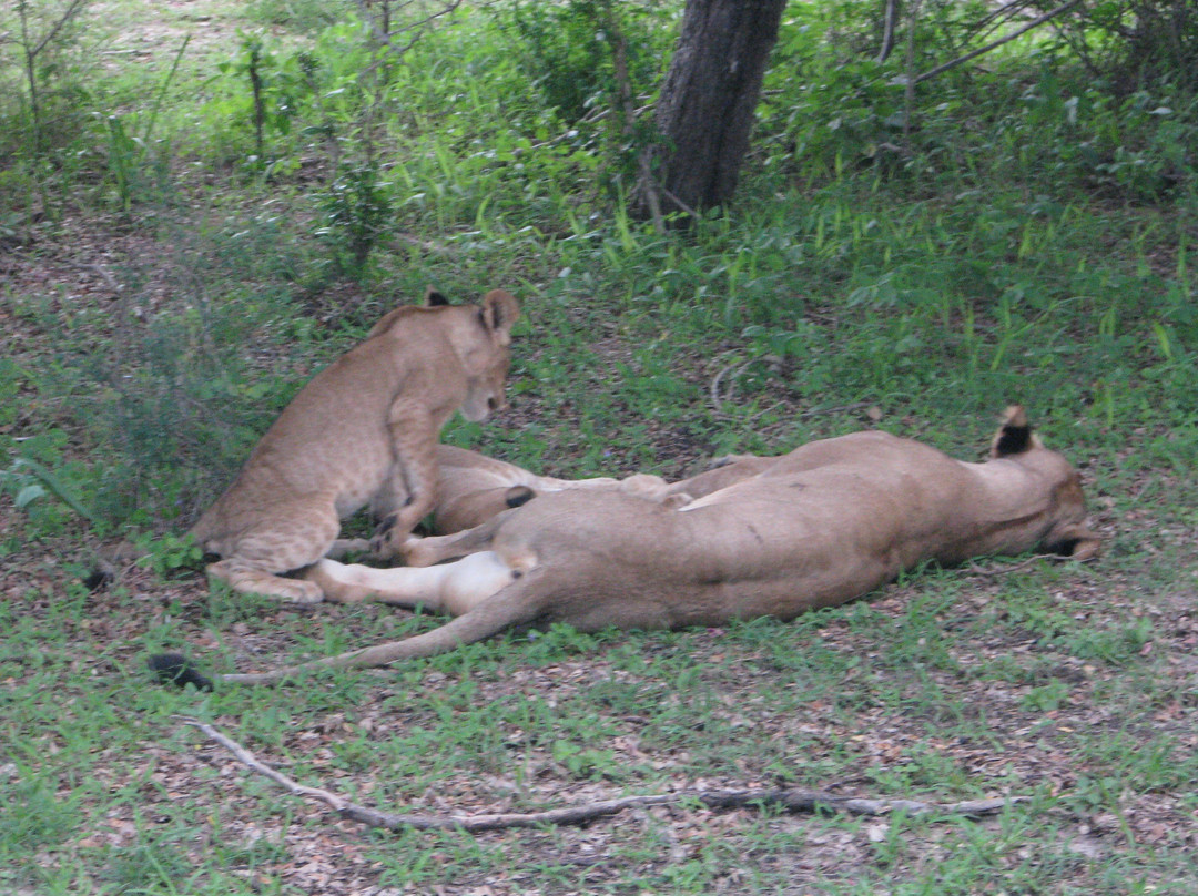 Otto Safari Guide Tanzania景点图片