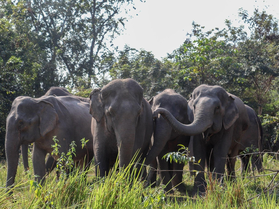 Kulen Elephant Forest-暹粒必去景点