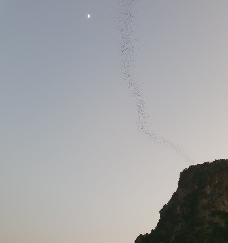 Nayang Bat Cave景点图片