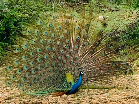 Ravana Taxi & Tours Ella-埃勒必去景点