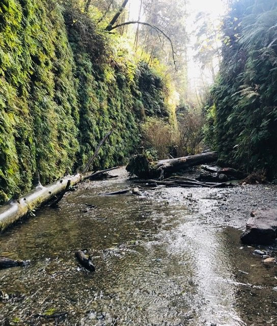Fern Canyon景点图片