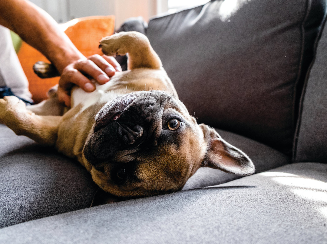 Holiday Inn Express Pembroke By IHG主图