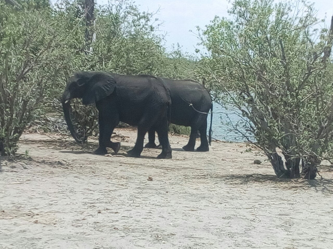 Arnolubi Safaris & Tours-李文斯顿必去景点