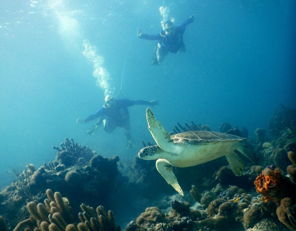 Trans-Palm T.C.I Limited-普罗维登西亚莱斯必去景点