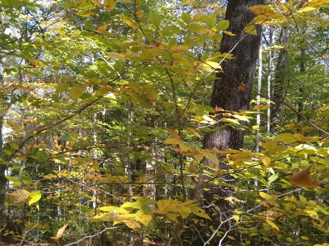 Lilley Cornett Woods Appalachian Ecological Research Station景点图片