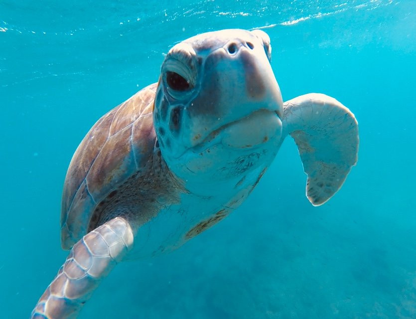 Aquiles Eco Hotel主图