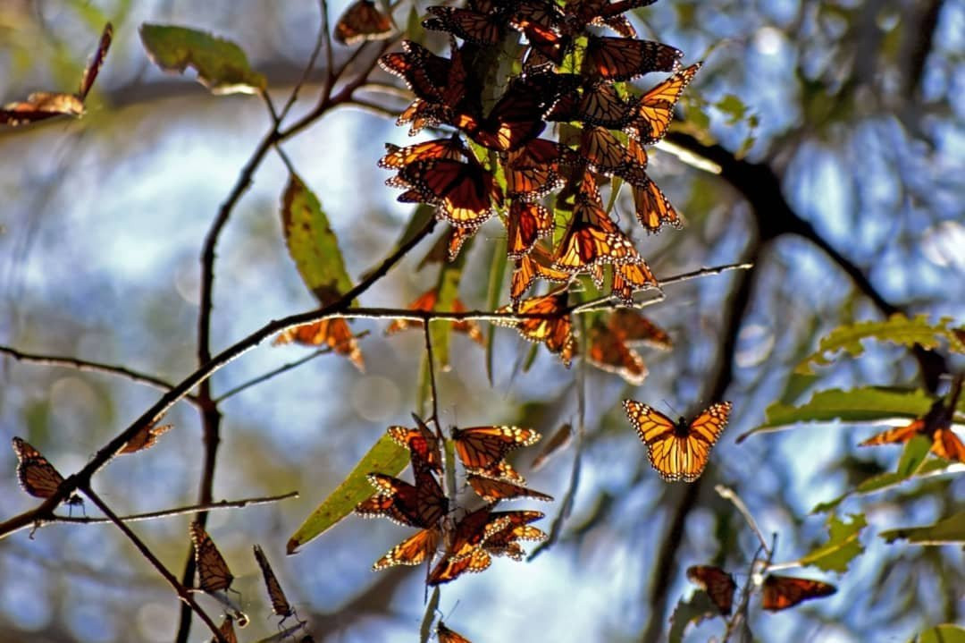 Monarch Butterfly Natural Preserve-圣克鲁斯必去景点