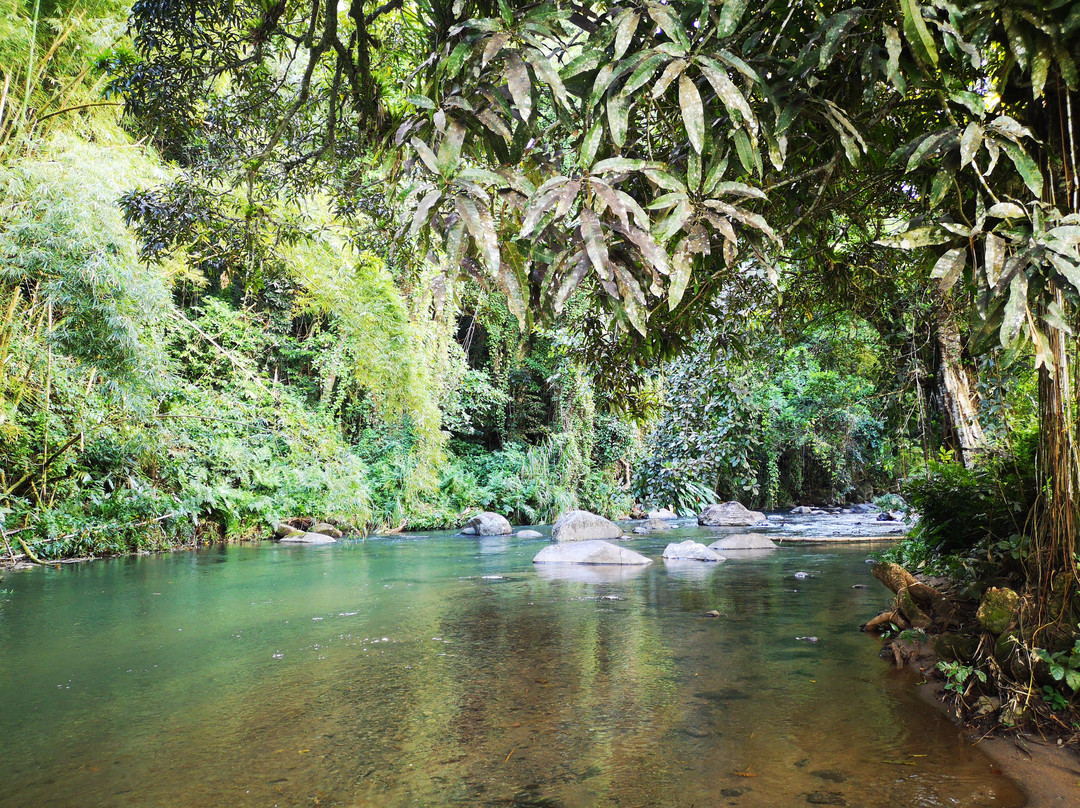 Gros-Morne旅游景点-Foret Coeur Bouliki