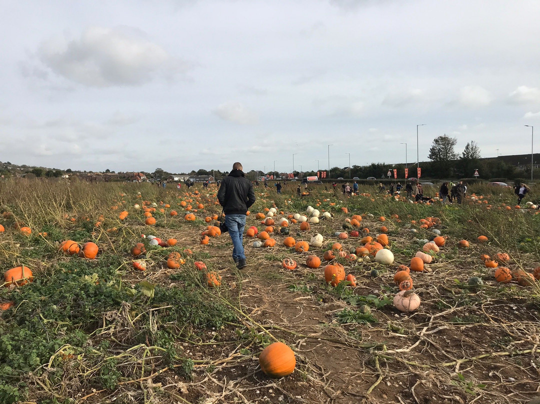 Pumpkin Picking Patch景点图片