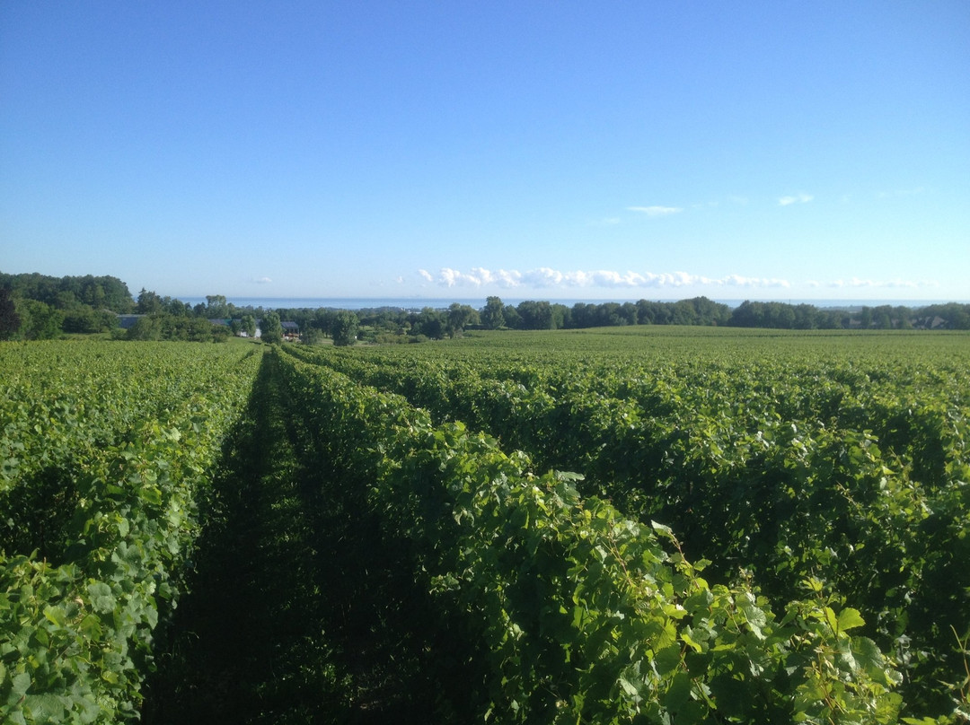 Hidden Bench Vineyards & Winery景点图片
