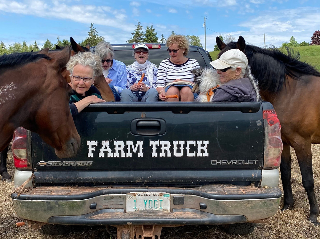 Handibear Hills Horse Sanctuary