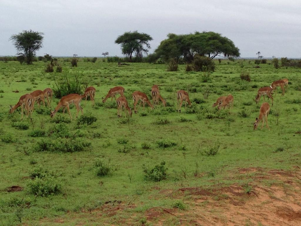 Africa Viva-瓦塔木必去景点