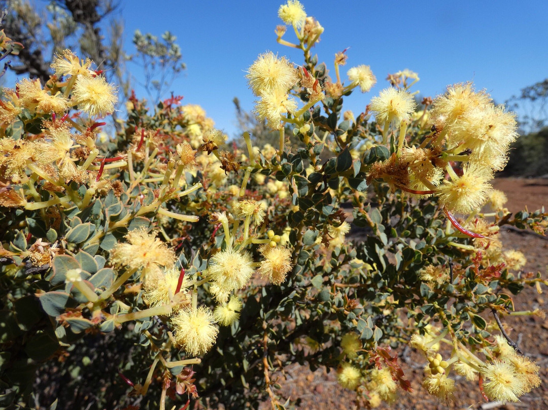 Ravensthorpe Range-Ravensthorpe必去景点