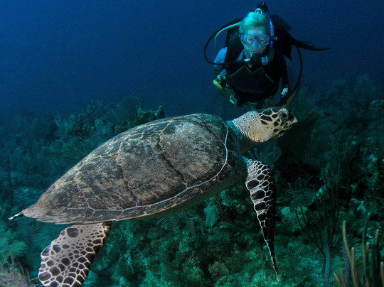 Aquanauts Dive Shop-阿范特拉斯港必去景点