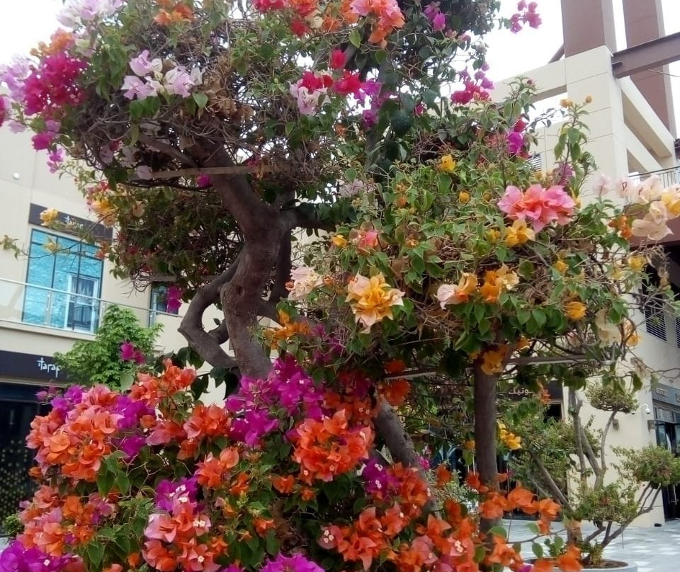 Gifts Markets - in sharjah-沙迦必去景点