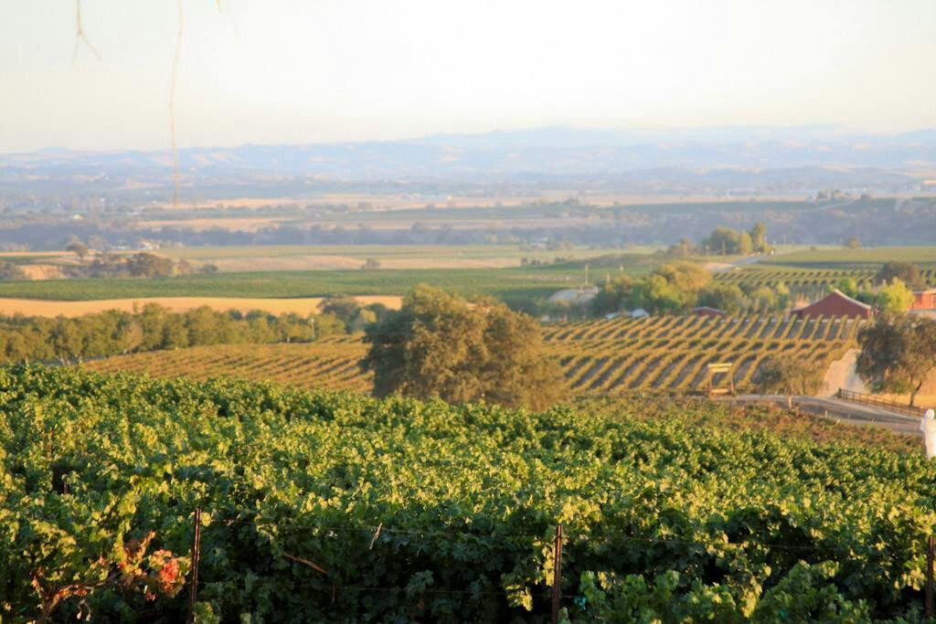 Lions Peak Vineyards