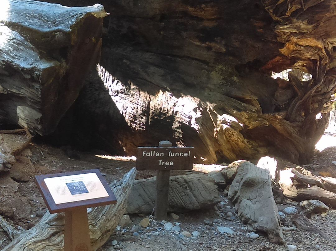 Wawona Tunnel Tree-优胜美地国家公园必去景点