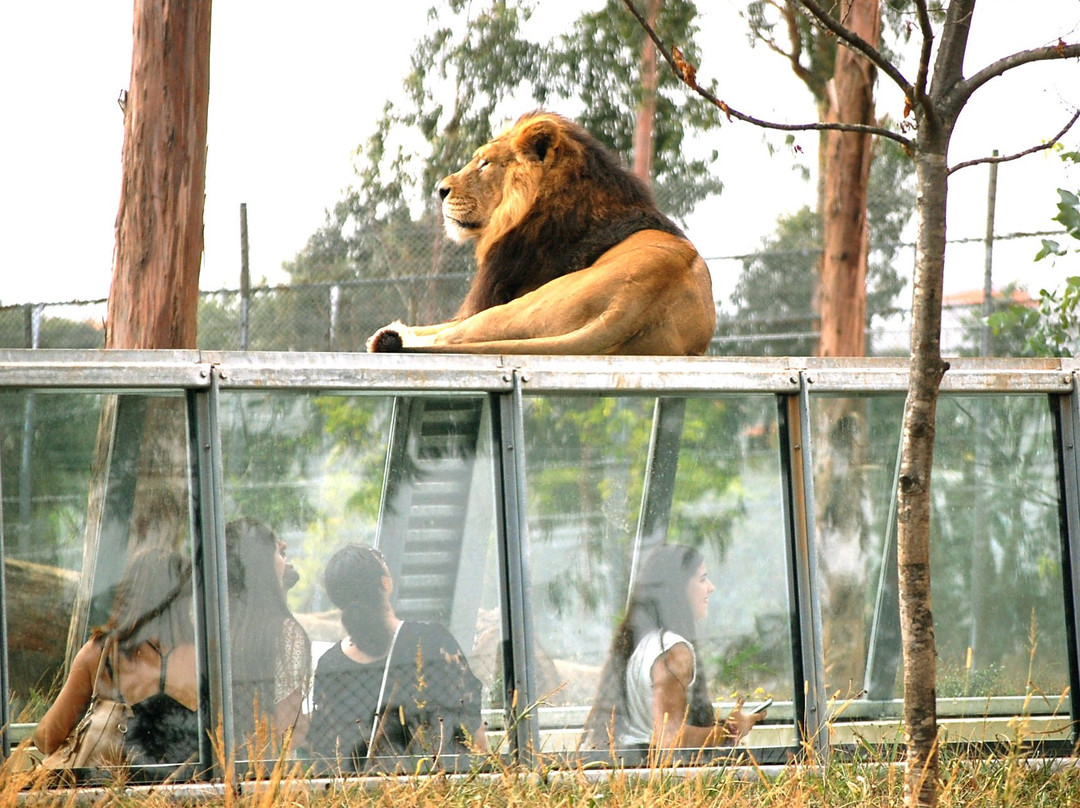 Zoo Santo Inácio-加亚新城必去景点