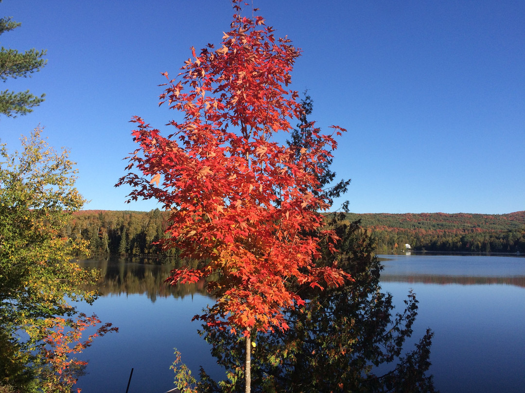 Motel Ours Bleu主图