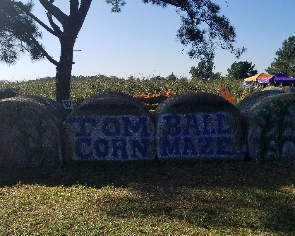 Tomball Corn Maze景点图片