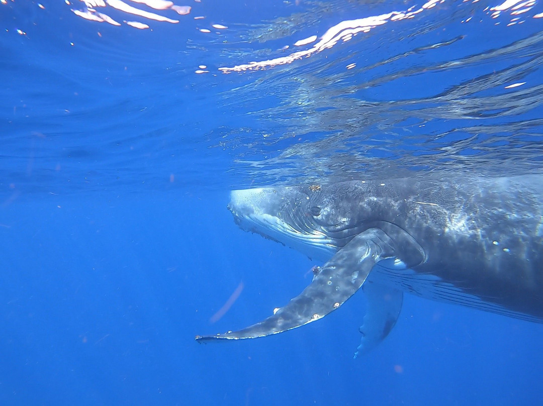 Tongan Expeditions Dive & Whale Watching-Neiafu必去景点