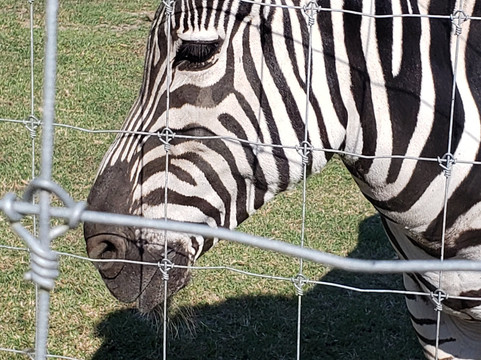 It's a Zoo Life-Macclesfield必去景点