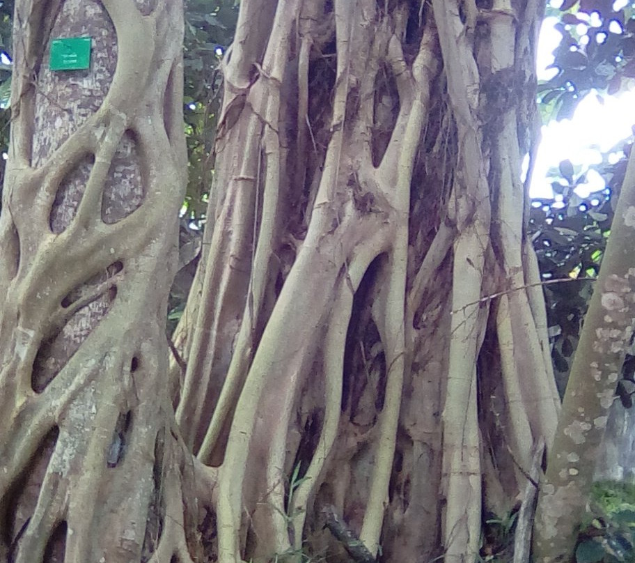 Jardin Botanique de Bingerville景点图片