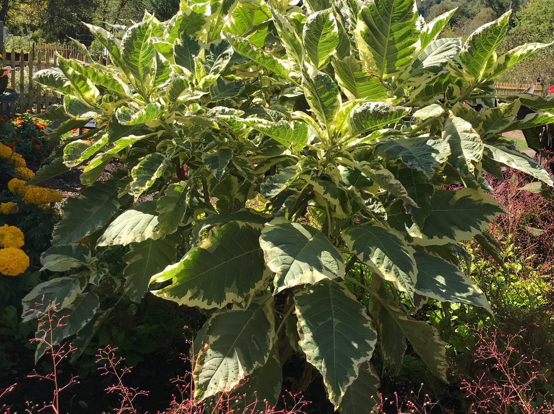 Cutler Botanic Garden-宾厄姆顿必去景点