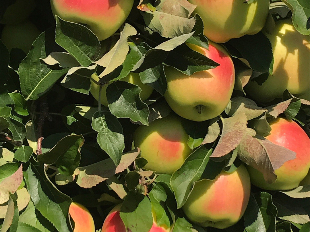 Doe Orchards-Harvard必去景点