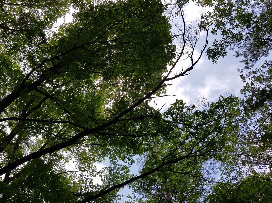 Bangtaesan Recreational Forest-麟蹄郡必去景点