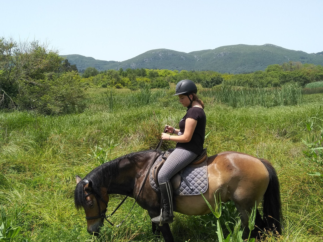 Carolina's Holiday Horses-Skripero必去景点