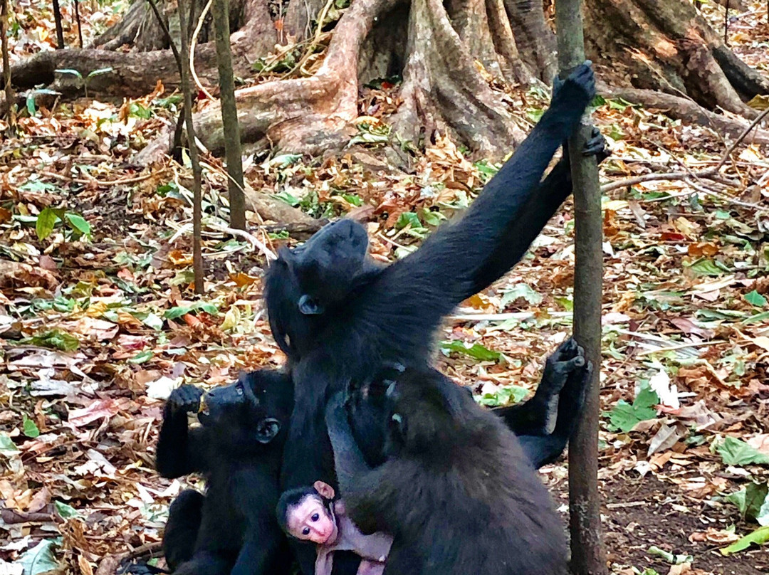 Tangkoko Wildlife Tour景点图片