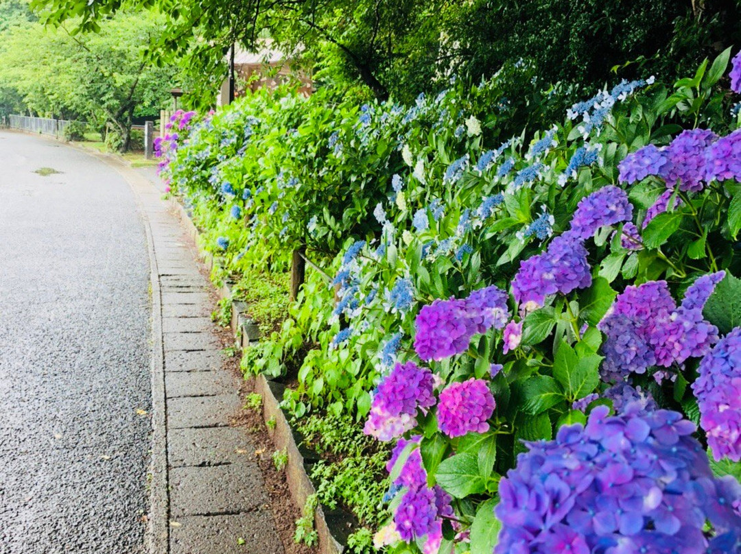 Sumiyoshi Nature Park景点图片